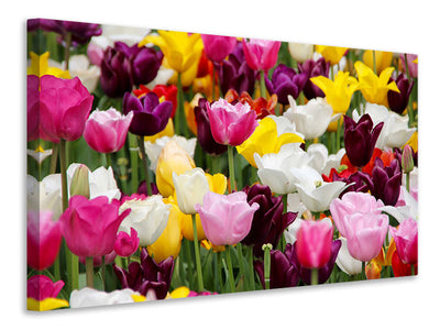 canvas-print-colorful-tulip-field