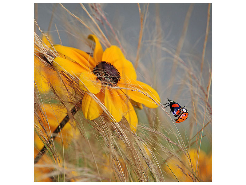 canvas-print-colors-of-summer-ii