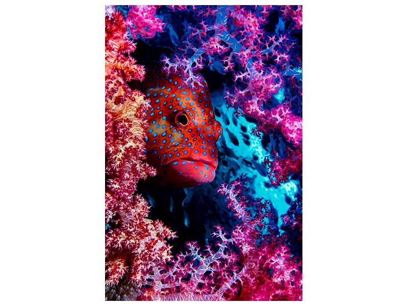 canvas-print-coral-hind-x