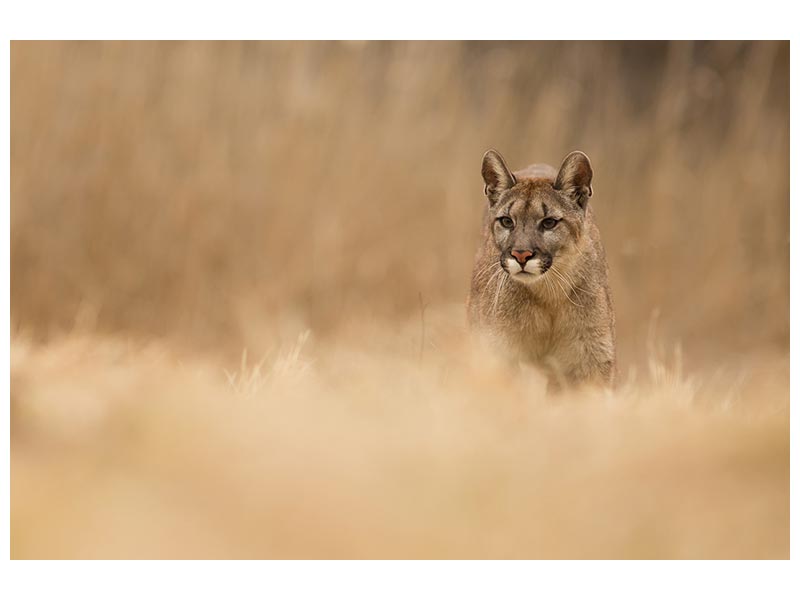 canvas-print-cougar-x