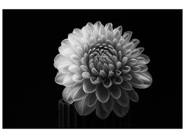 canvas-print-dahlia-x