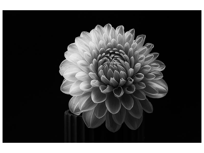 canvas-print-dahlia-x