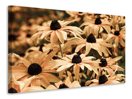 canvas-print-daisies-in-sepia