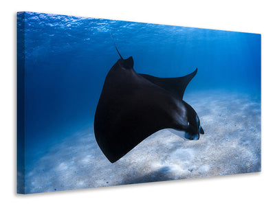 canvas-print-dancing-manta