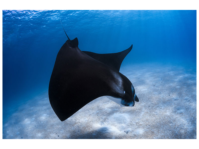 canvas-print-dancing-manta