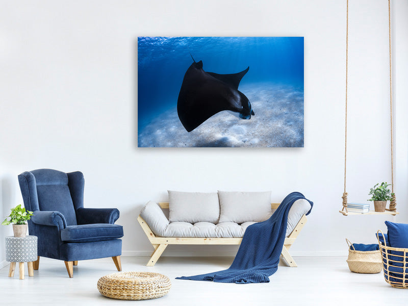 canvas-print-dancing-manta