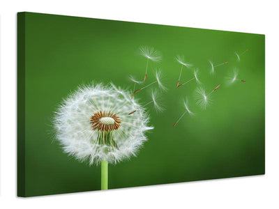 canvas-print-dandelion-blowing-x