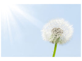 canvas-print-dandelion-in-sunbeam