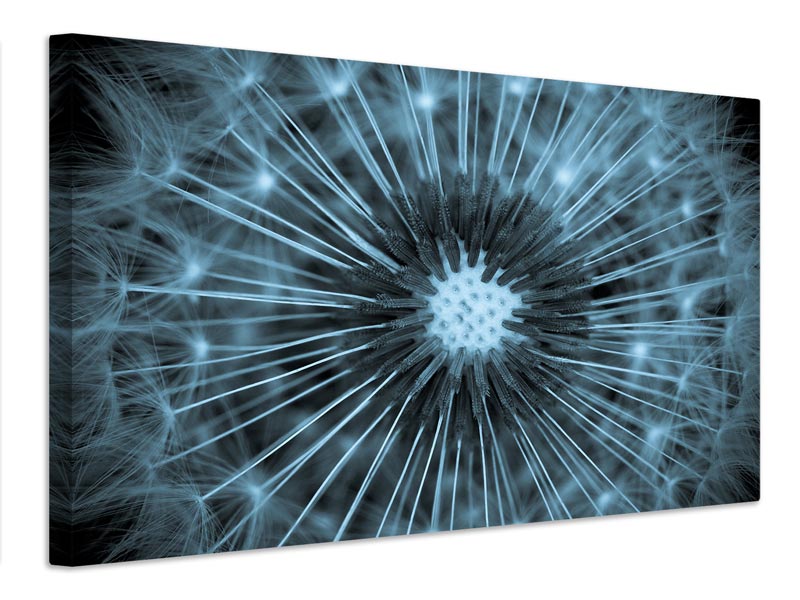 canvas-print-dandelion-x