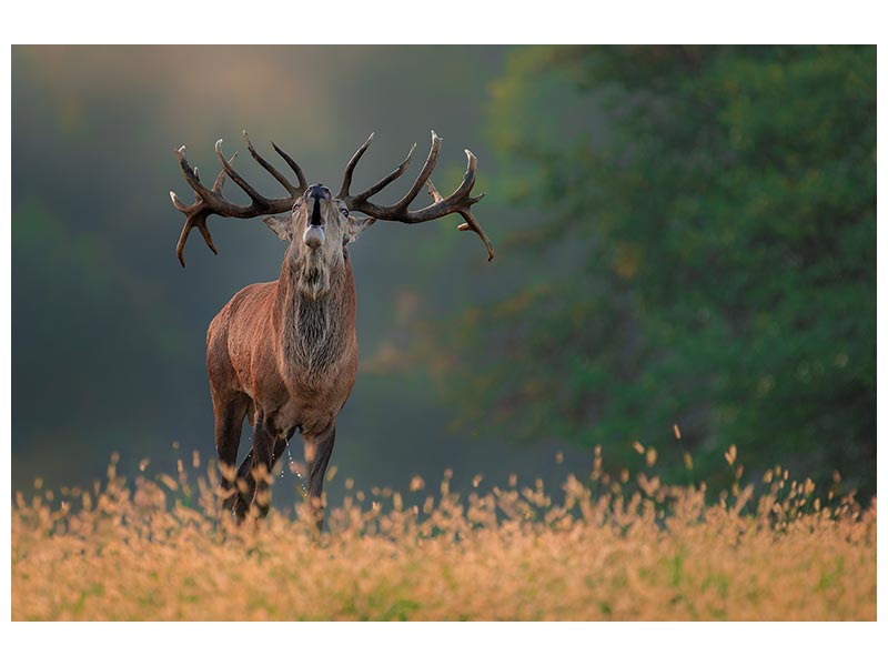 canvas-print-deer-wedding-song-x