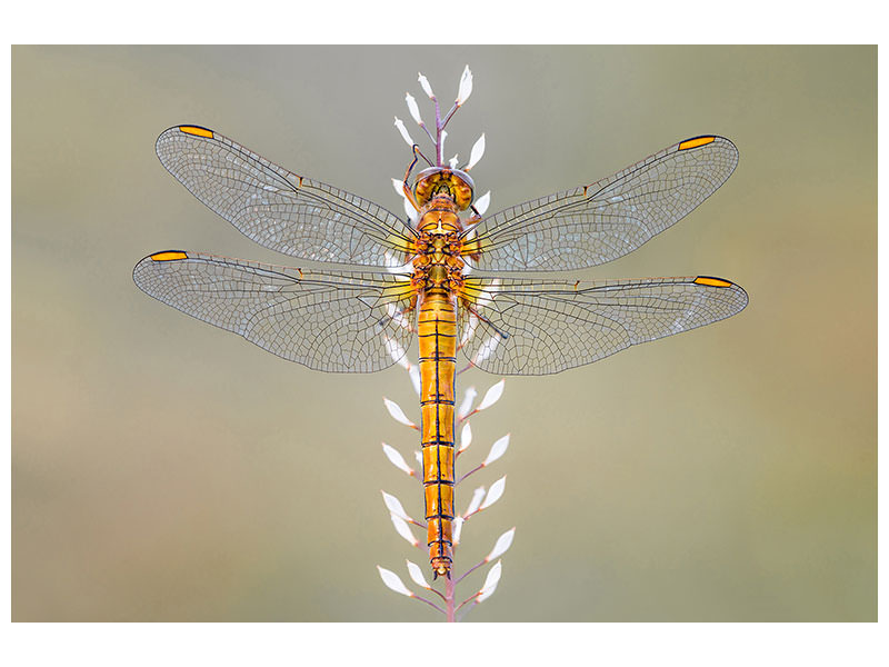 canvas-print-dragonfly