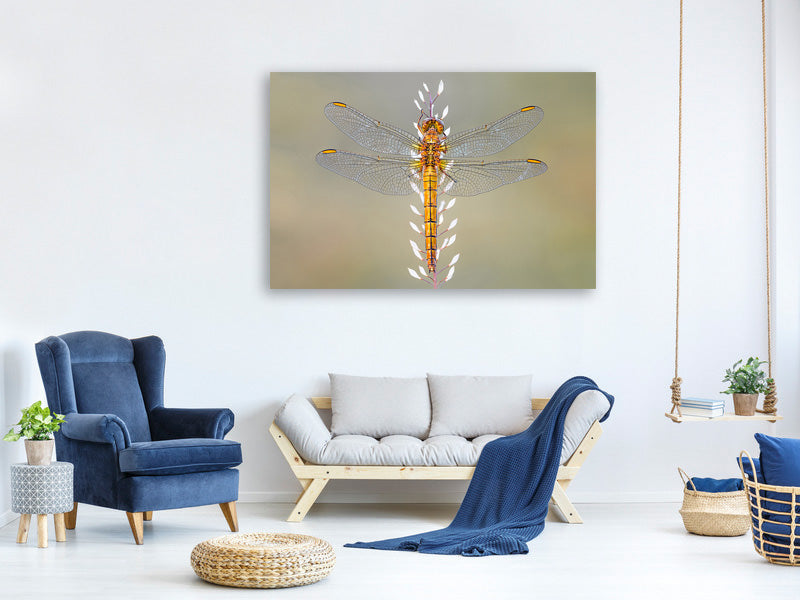 canvas-print-dragonfly