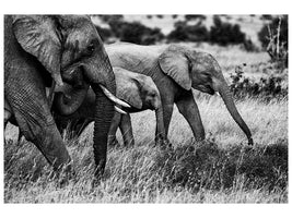 canvas-print-elephant-family-x