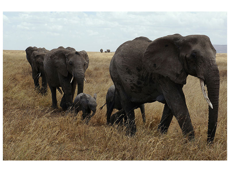 canvas-print-elephant-family