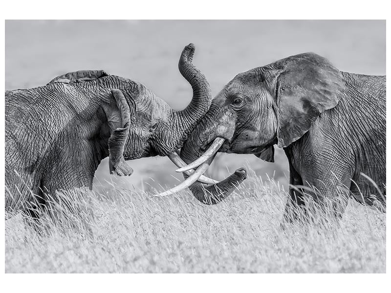 canvas-print-elephant-qtai-chiq-x