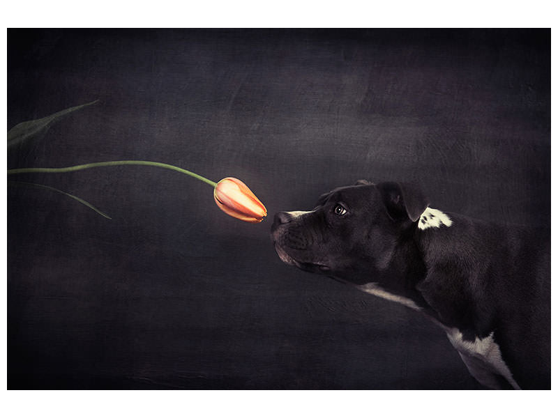 canvas-print-first-approach-hildegard-and-the-tulip