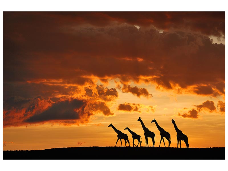 canvas-print-five-giraffes-x