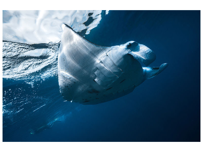 canvas-print-flying-manta-ray