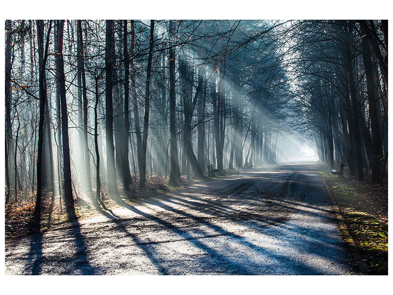 canvas-print-forest-in-the-light-beam