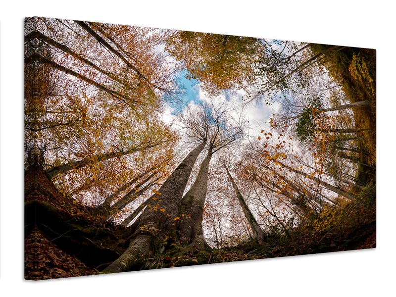 canvas-print-forest-xax