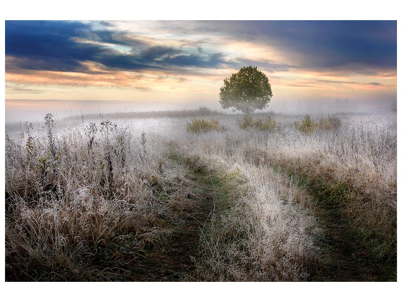 canvas-print-frosty-morning-x