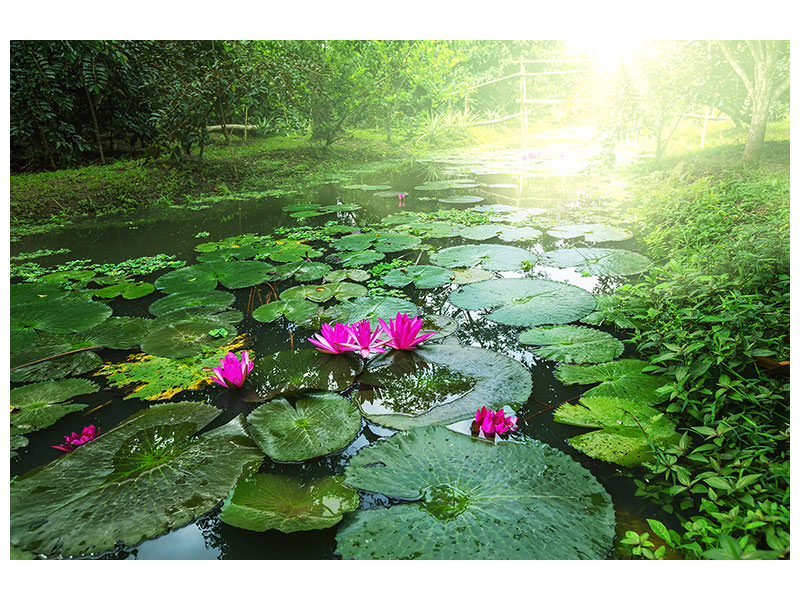 canvas-print-garden-pond