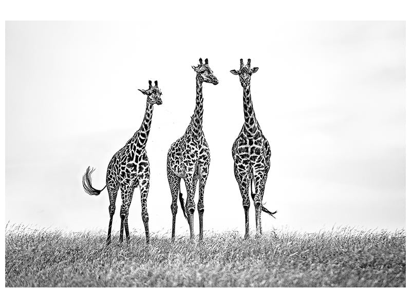 canvas-print-giraffes-in-the-mara-plains-x