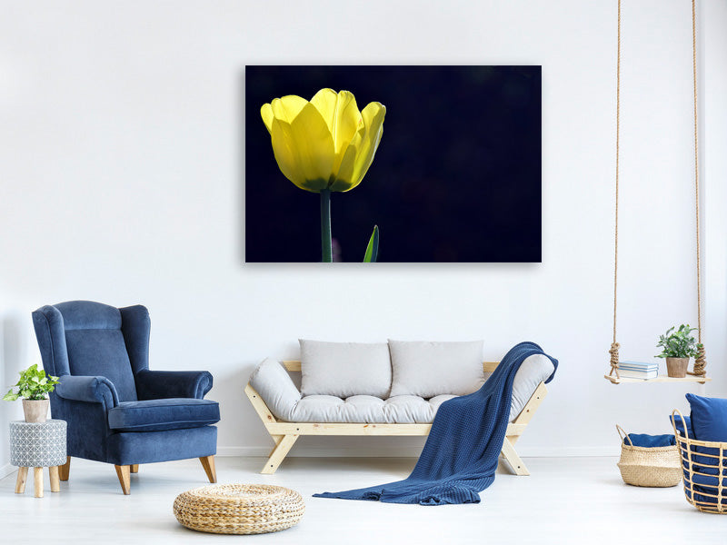 canvas-print-glowing-tulip