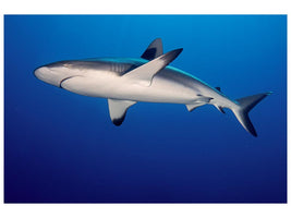 canvas-print-grey-reef-shark-carcharhinus-amblyrhynchos-x