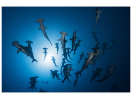 canvas-print-hammerhead-shark-underwater-photography