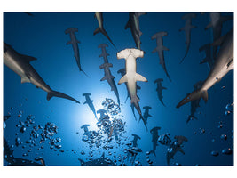 canvas-print-hammerhead-shark