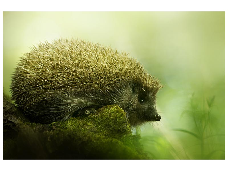 canvas-print-hedgehog-x