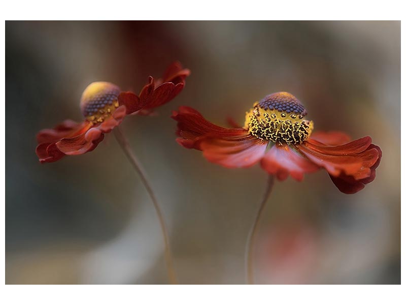 canvas-print-helenium-dance-x