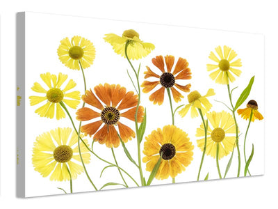 canvas-print-helenium-x