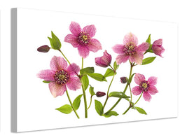 canvas-print-helleborus-x-hybridus-tutu-x