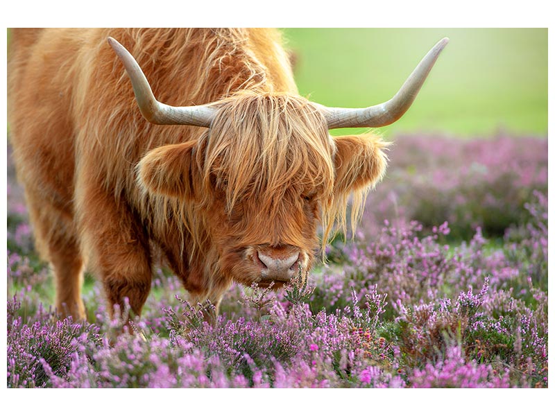 canvas-print-highland-in-heather-x