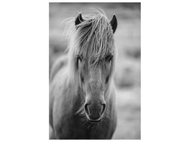 canvas-print-horse-being-at-the-corridor