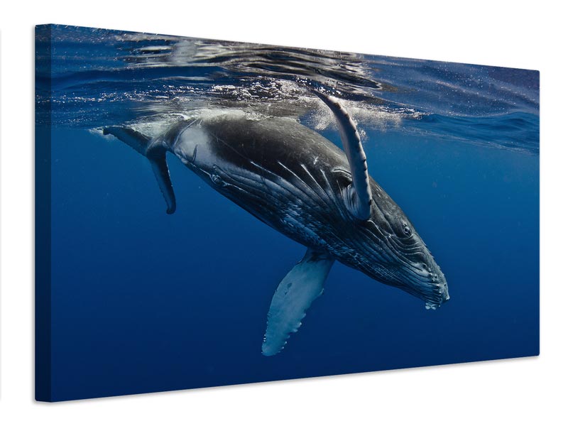 canvas-print-humpback-whale-calf-reunion-island-x