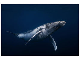 canvas-print-humpback-whale-in-blue-x