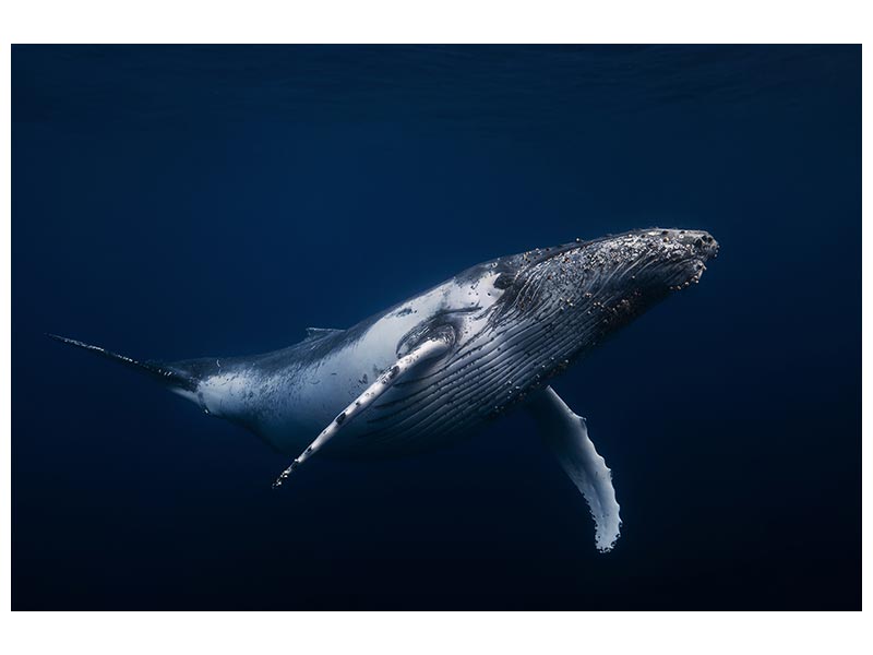 canvas-print-humpback-whale-in-blue-x