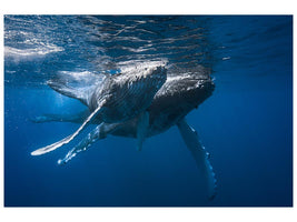 canvas-print-humpback-whale-x