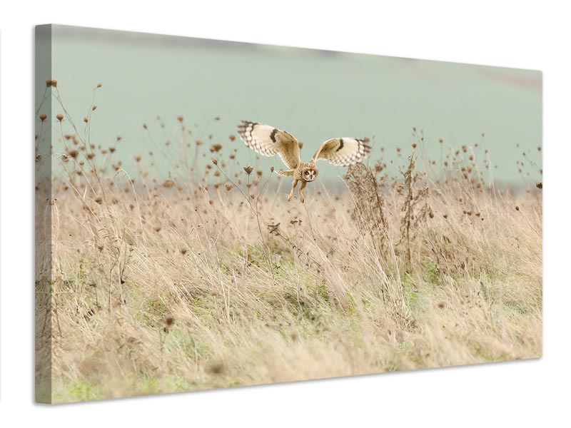 canvas-print-hunting-short-eared-owl-x