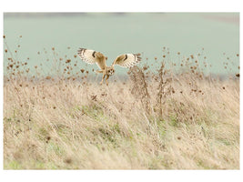 canvas-print-hunting-short-eared-owl-x