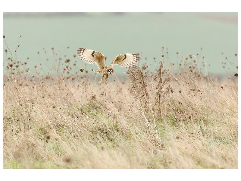 canvas-print-hunting-short-eared-owl-x