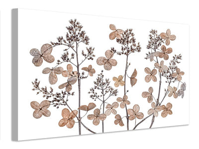 canvas-print-hydrangea-paniculata-xmh