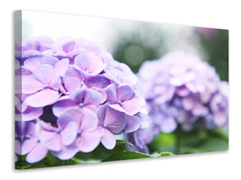 canvas-print-hydrangeas