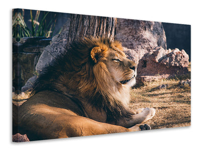 canvas-print-lion-is-sunning-himself