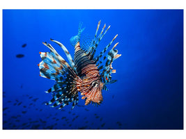 canvas-print-lionfish-x