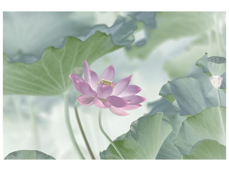 canvas-print-lotus-x