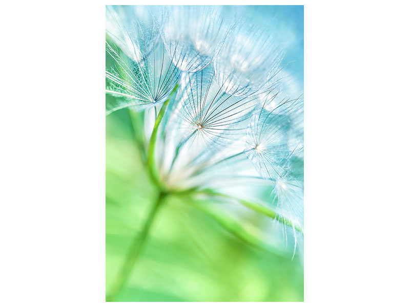 canvas-print-macro-dandelion